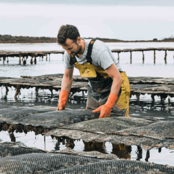 Les Huîtres de Normandie avec Argos Presse